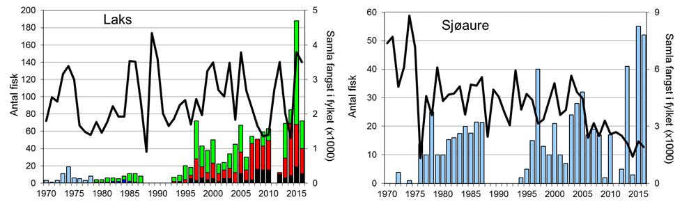 Skjel 2016 FANGST OG SKJELPRØVAR I FJÆRAELVA Fangststatistikk I perioden 1970-2016 vart det i gjennomsnitt fanga 18 sjøaure per år (figur 1, stolpar).