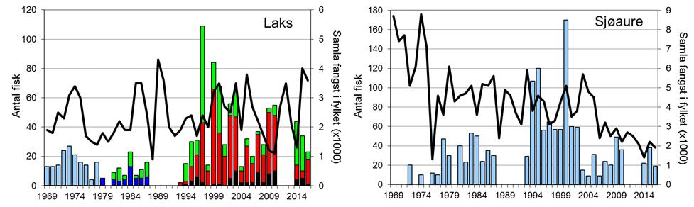 Skjel 2016 Fangststatistikk FANGST OG SKJELPRØVAR I KINSO I perioden 1969-2010 har laksefangstane variert mellom 2 og 109, med eit gjennomsnitt på 28 laks per år.