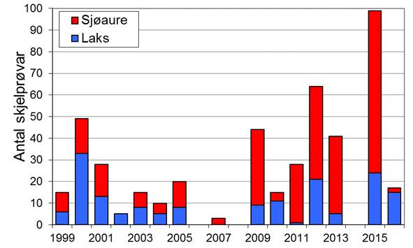I 2016 vart det fanga 37 sjøaure, det dårlegaste resultatet som er registrert. I perioden 1969-2000 var gjennomsnittleg årsfangst 33 laks (snittvekt 4,9 kg). Villaksen har vore freda f.o.m. 2001, fangstane av laks etter dette er rømt oppdrettslaks eller gjenutsett villaks.