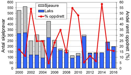 Fangsten av sjøaure har vore låg dei siste åra. I 2016 vart det fanga 76 sjøaure (snittvekt 1 kg), medan snittet for heile perioden er 245 sjøaure per år.