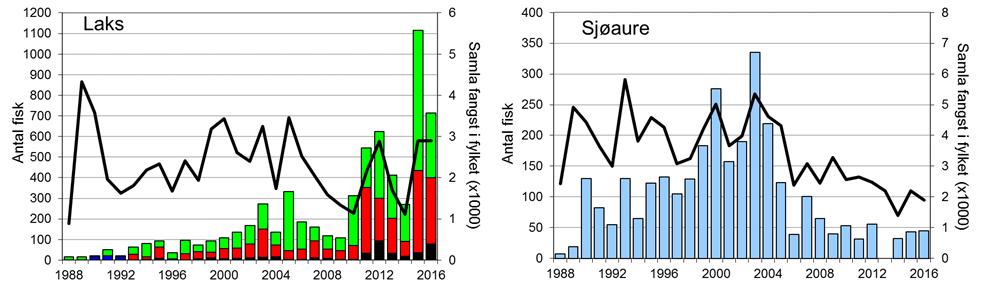 Skjel 2016 FANGST OG SKJELPRØVAR I STORELVA I ARNA Fangststatistikk I perioden 1988-2016 var gjennomsnittleg årsfangst 220 laks og 102 sjøaurar.