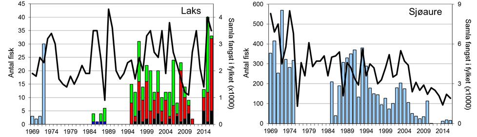 Skjel 2016 FANGST OG SKJELPRØVAR I MODALSELVA Fangststatistikk Det vart ikkje registrert fangst av sjøaure i åra 1976-84 (figur 1, stolpar).