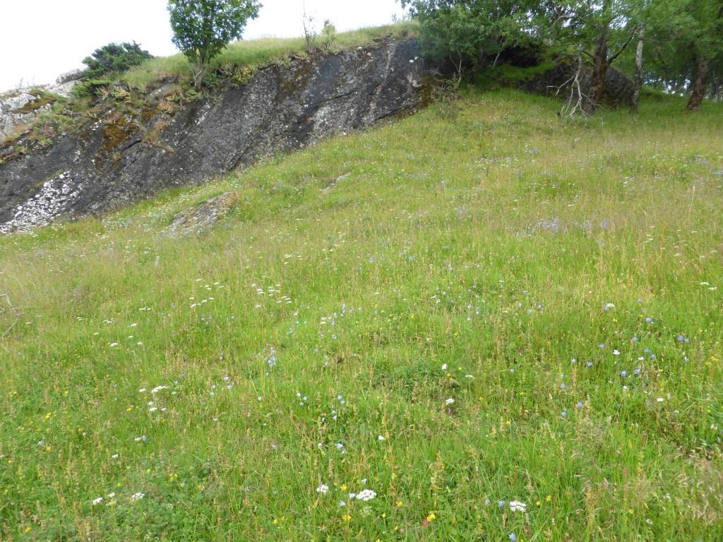 I bakgrunnen ser vi en ospelund som også blir beitet. 26.07.