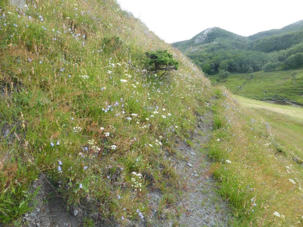 2016 Bilde 5, GLØSEN. Tørrbakke i sørkanten av lokaliteten.