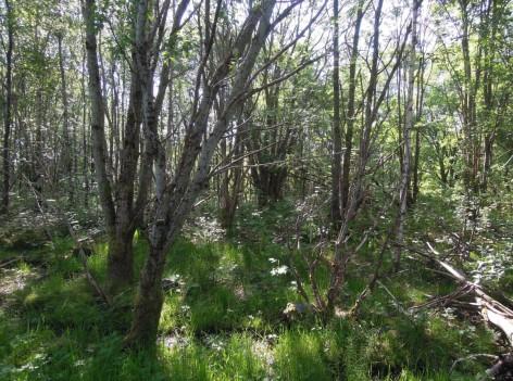 Eksisterende vegetasjon bevares som del av bjørkeskogen ved Tvaraberget og høydredraget langs Kompani Linges vei.