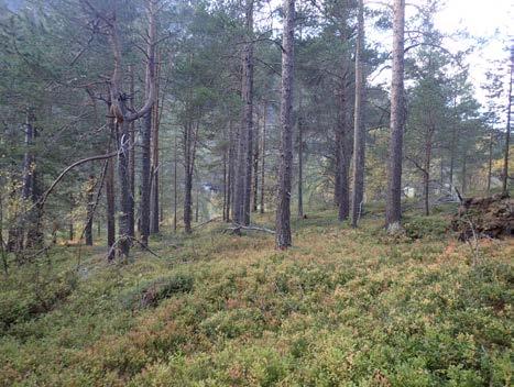 På svært fuktige steder er det gråor-heggeskog (C3). Langs Rauma og noen steder øst for E136 er det blåbærskog (A4) (figur 9) og bærlyngskog (A2) med furu som dominerende treslag.