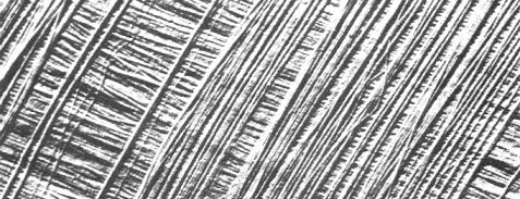 Mikrofibriller av cellulose i cellevegg Forårsaker at tropismer: Phototropisme = graset strekker seg etter lyset, gravitropisme =