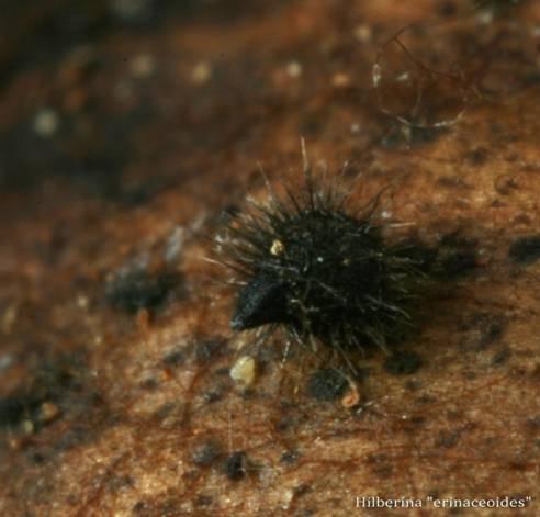 boligbygging Utvalgt naturtype. Mange rødlistearter.