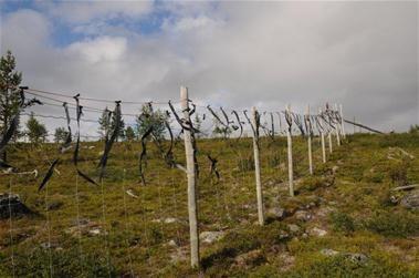 9 mil reingjerde i Finmark Vedtak av