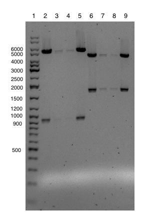 3.2.2 Konstruksjon av pmd101 og pmd104 Som et første ledd for å avbryte arsf med teta og tetr, ble arsfa og arsfb klonet inn i vektoren phe179, som inneholder tetrasyklinresistens-genene.