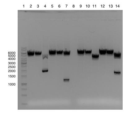 pmd102 PstI-BglII-kuttet arsfa og phe179 ble ligert og transformert inn i kompetente E. coli DH5α-celler ved kjemisk transformering. Det ble selektert for transformerte ved ampicillin-seleksjon.
