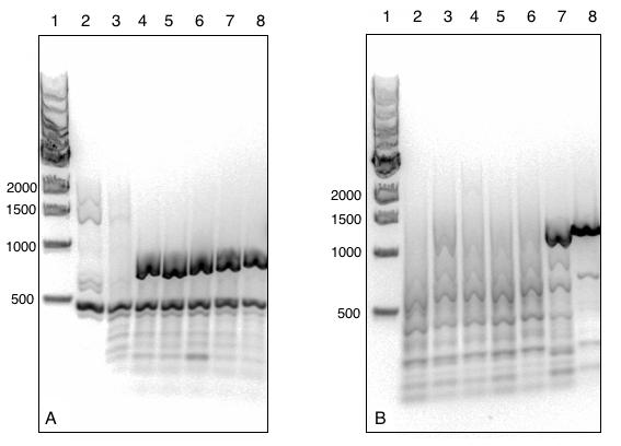 3.3.4 Inaktivering av arsg i A. vinelandii Ved å transformere A. vinelandii ATCC 12518 med pmd108 (linearisert med PsiI), ble mutanten A. vinelandiiδarsg laget.