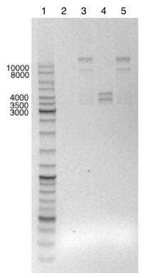 Ved konstruksjon av pmd109, ble pmd103 og pmd106 kuttet med NcoI og Acc65I. De kuttede plasmidene er vist i figur 3.24. Figur 3.24, Fragment-separasjon for dannelse av pmd109.