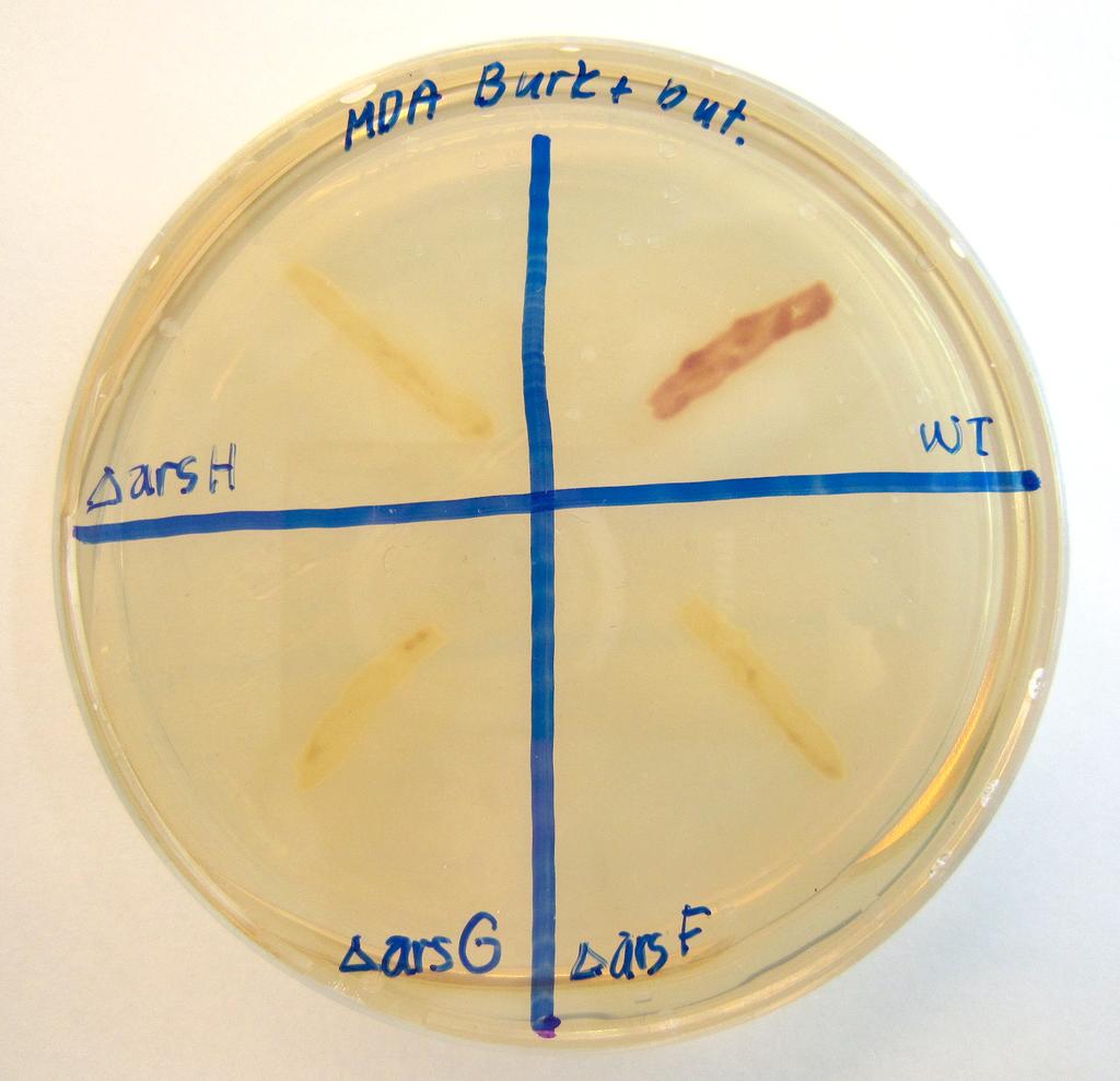 3.5 Alkylresorcinol-produksjon hos A. vinelandii𝚫arsf-, A. vinelandii𝚫arsgog A.