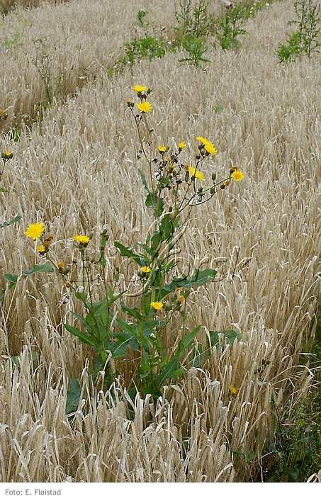 Åkerdylle Sonchus arvensis