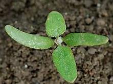 (Chenopodium album) Melent