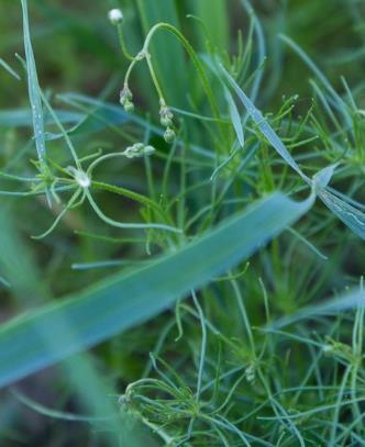 resistens Linbendel (Spergula