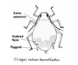 Havrebladlus Angriper først og fremst havre Har olivengrønn farge og en rustrød