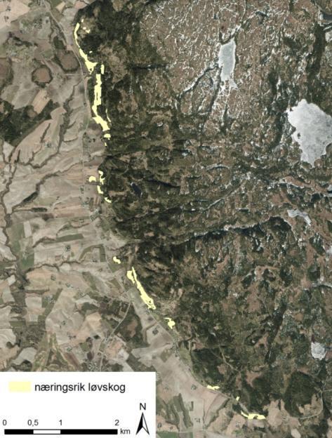 Fig. 28: Skogen i bratte lier mellom Byneset og Bymarka består hovedsakelig av