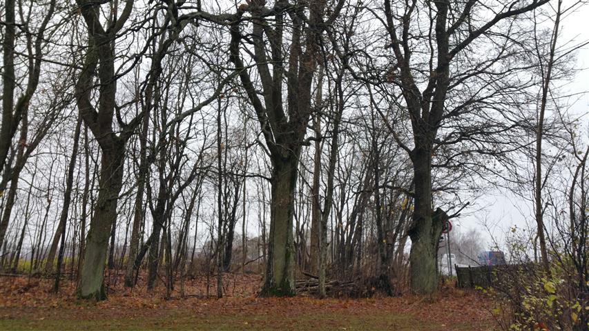 6 FOTOBILAG 3 Bildene over viser de 3 eiketrærne plassering. 2 1 De to bildene under viser tre nr.