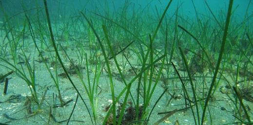 Retningslinjer naturmangfald Generelle retningslinjer: 2.1. Kystsoneplanlegging skal baserast på best tilgjengeleg kunnskapsgrunnlag.