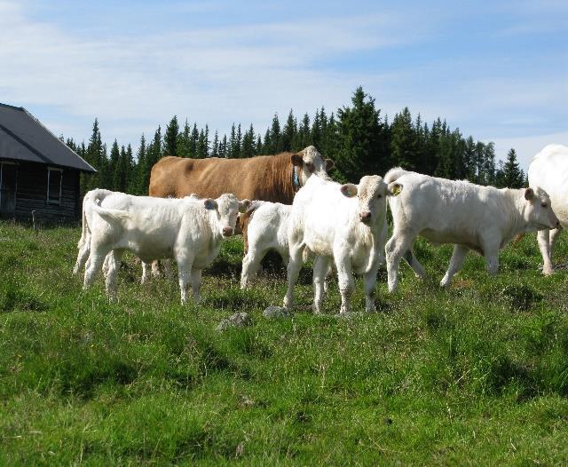 1650,-+mva - Totalpris for de med mer enn 50 mordyr kr 1850,-+mva Dette betyr altså at når medlemskontingenten sendes ut i 2018 skal de som har mellom 20 og 50 mordyr betale kr 200,- mer i