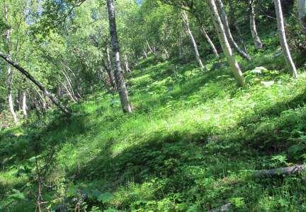 Avstandsbilde fra båt ved Raudøra som viser mange skogsglenner under fjellet et gammelt