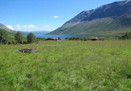 Vassendsetra i Gjevilvassdalen (Oppdal) har artsfattig