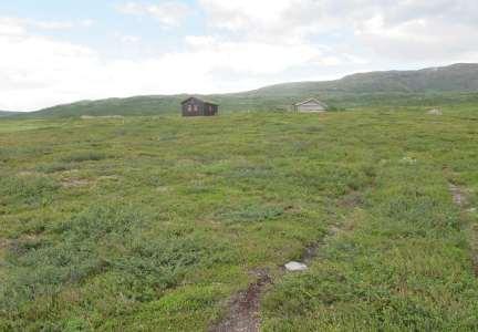 Vest for Haugasætra i Jøldalen (Rindal), eksempel på boreal hei (lynghei under skoggrensa) som