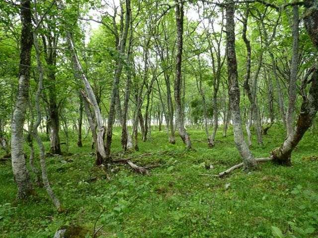 23 Renndølsetra (Sunndal) en en nokså stor lokalitet