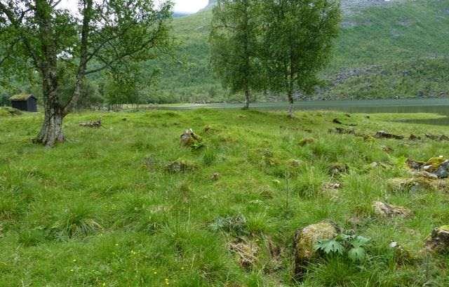 Her ses beiteskogen i sørøst. Foto: UH.