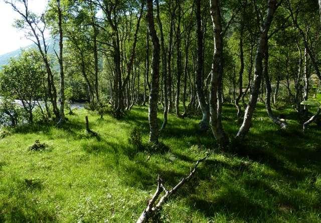 35 Ytre Halasetra beiteskog vest (Surnadal), en liten lokalitet med