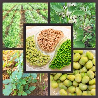 Enhancing of legumes growing in Europe through sustainable cropping for protein supply for food and feed FP7 Research Project Nº 61378 Funded by the 7th Research Framework Programme of the European