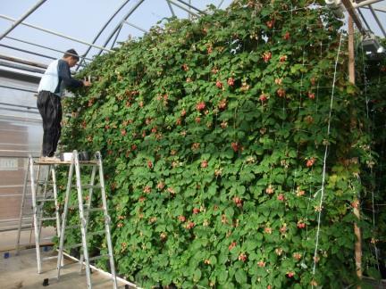 Forskningsoppgaver Fagseksjon «Grønt» Klimatilpasset planteproduksjon, herunder uttesting av plantemateriale, nye sorter og nye kulturer Møte den økte etterspørselen av grøntprodukter med FoU med mål