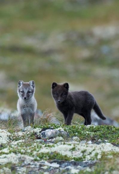 Mål for artsmangfold; levedyktige bestander, naturlige