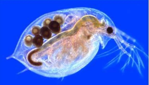 Dyreplankton
