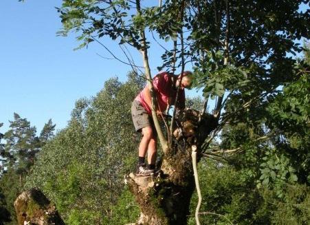 4. august skjøtsel av gamle styvingstrær Søndre Holtesetra (Larvik)