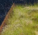 finplen-gresset: Nøysomt, tørkesterkt, finblada,