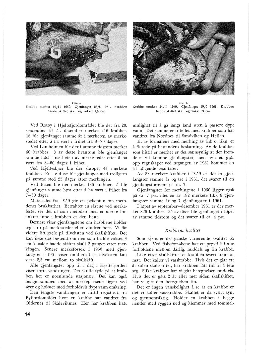 FIG. 3. Krabbe merket Oj 1959. Gjenfanget 26/8. Krabben hadde skiftet ska og vokset 1,5 cm. FIG. 4. Krabbe merket 24/ 1959. Gjenfanget 29j9. Krabben hadde skiftet ska og vokset 3 cm.