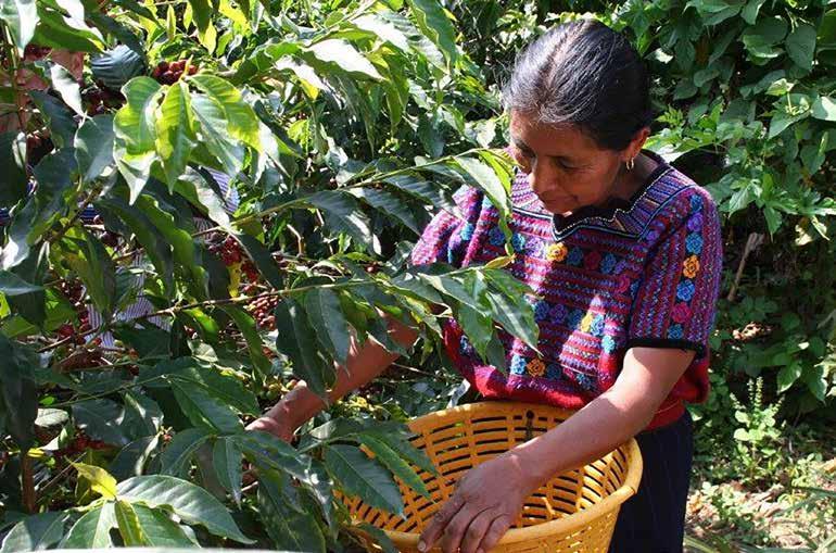 GUATEMALA FEDECOCAGUA - FAIRTRADE Høyt i de Guatemalske fjellene blir denne kaffen dyrket.
