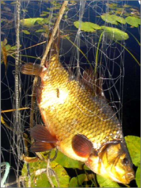 Foto 3. Karuss fra Liavatnet, lengde 26 cm, vekt 49 g, alder 7+, se innfelt skjell. Kanadarøye. Det ble ikke fanget kanadarøye ved prøvefisket verken i Ausetvatn, Buan- Almovatn og Liavatn.