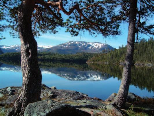 Da Arvid var 14 begynte han som tømmerhogger. I 13 år var han ansatt som skogformann og skogbestyrer ved Bindalsbruket. Fra 1954 til 1985 var Arvid Sveli herredskogmester på Sør- Helgeland.