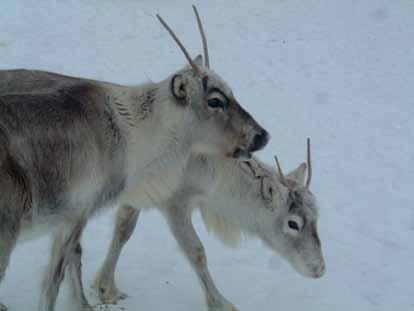 78 Årbok for Helgeland 2010 Sveli`s roman Stien til Maajeh-tjokka avsluttes med at Zakris griper etter Bibelen og vil lese noen ord for den syke, men Jo-Tomså har noe å si: - Du kan lese den på vårt