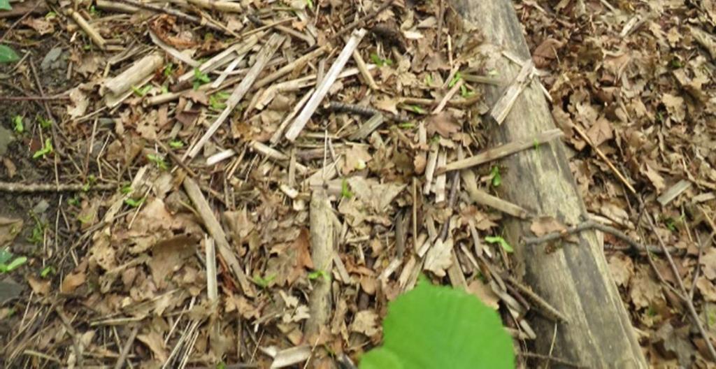 Mengden fremmedarter utenfor naturtypelokaliteten er høy, og fremmedartene bør i stor grad aktivt bekjempes for å hindre en videre spredning inn i naturtypelokaliteten.