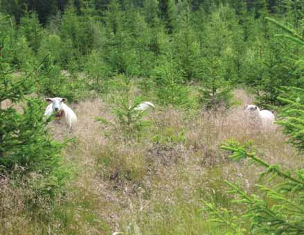 Store areal av desse finst i lisidene ned mot bygdene, i Åstdalen og på enkelte høgdedrag innover platået mellom Åstdalen og bygdene.