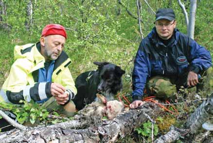 Det kan ligge døde dyr alle steder der sauer og lam beiter, og det å finne dem gir nyttig informasjon, enten de er tatt av rovvilt eller ikke. Tekst og foto: Anne-Cath.