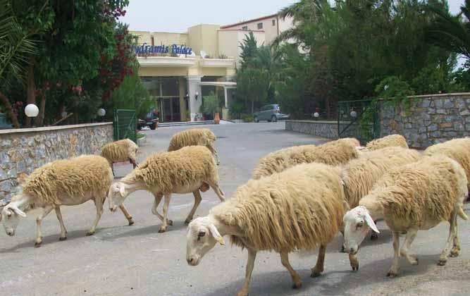 To av dei viktigaste inntektskjeldene på Kreta: sau og hotell.