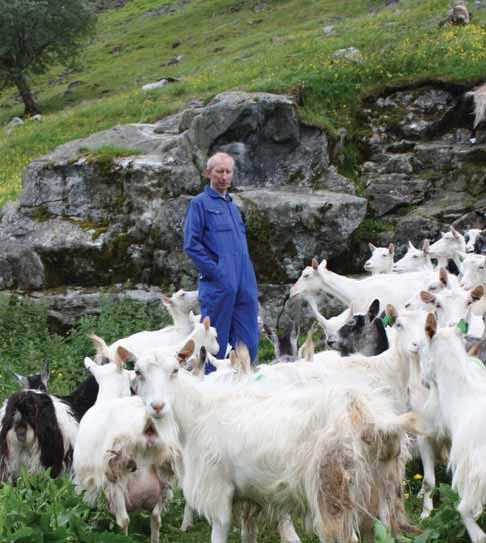 Einar Arne har vore aktivt med i avlsarbeidet sidan han starta som geitebonde i 1991, og har fått fram mange av dei beste bukkane i landet.