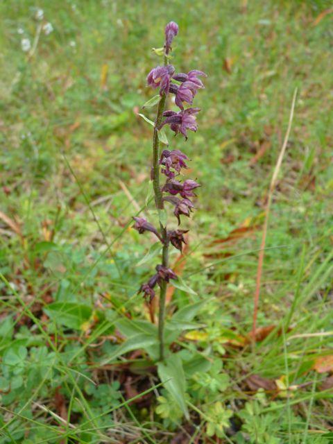 Rødflangre&(Epipactis&atrorubens)& Rødflangreerenorkidesomvokserpåkalkrikgrunn,bl.a.iåpneoggrunnlendtekalkskoger, rasmarker,sanddyneengerogreinroseheier.