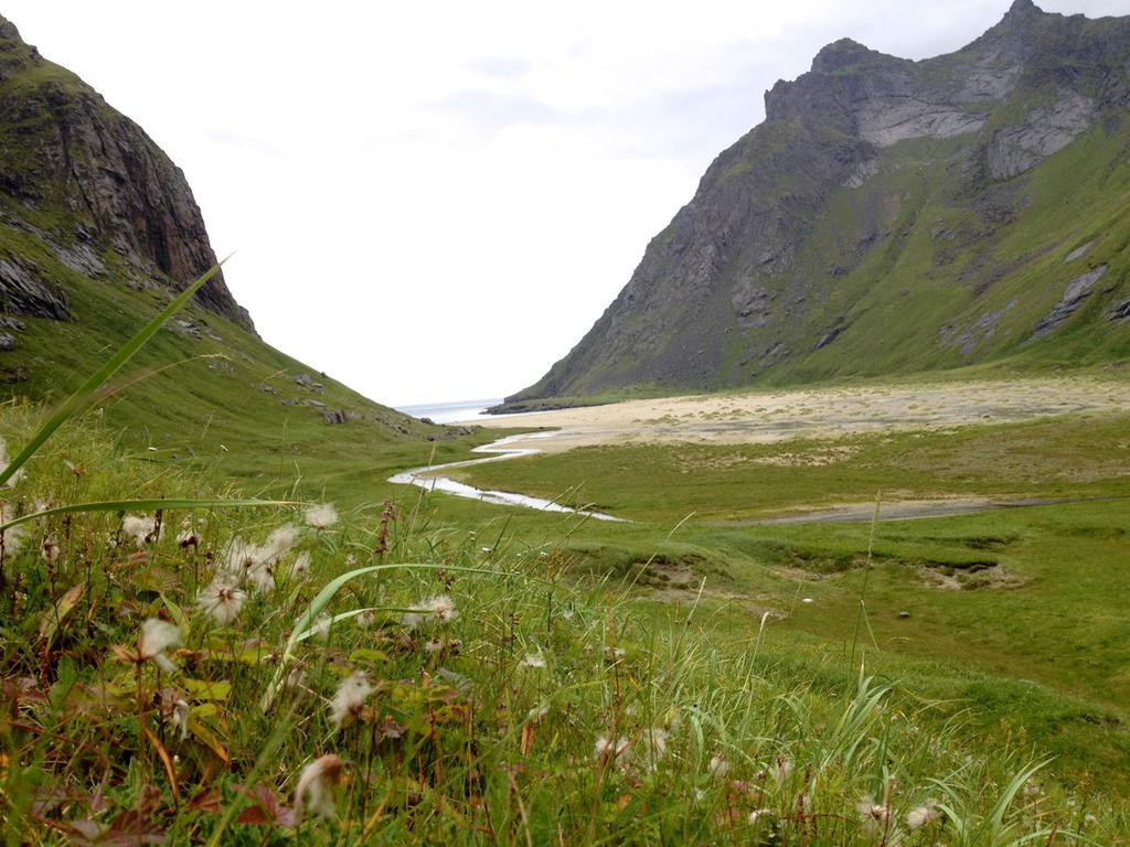 Reinrose&(Dryas&octopetala)& Artenvokserikjøligestrøkpådennordligehalvkulen.Denfinnespåløs,kalkrikgrunnpåtørre ogvindeksponerteheierograbberifjellet.reinroseerenindikatorartforkalkrikgrunn(sefig. 20).